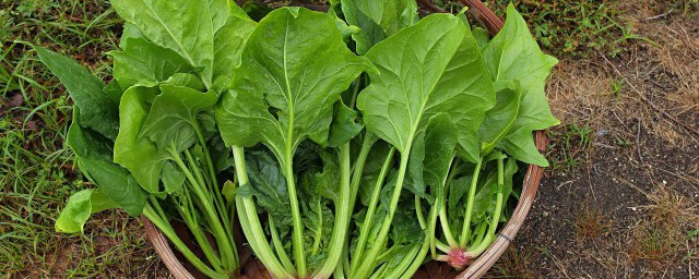 菠菜种植方法和时间几月播种(菠菜的种植时间和方法)
