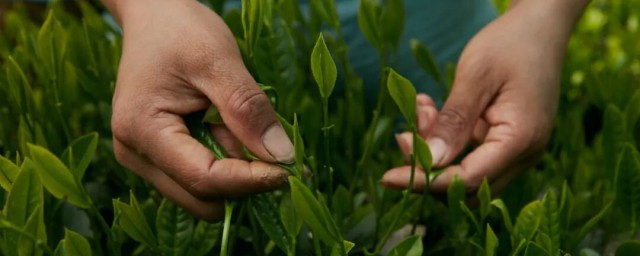 茶叶的种植和管理技术(茶树的种植技术与管理)