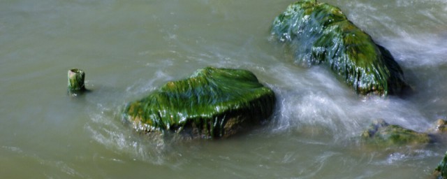 鱼塘绿藻多如何处理(水中的绿藻怎么去除)