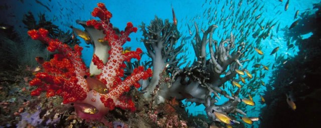 珊瑚是什么宝石(珊瑚怎样形成的)