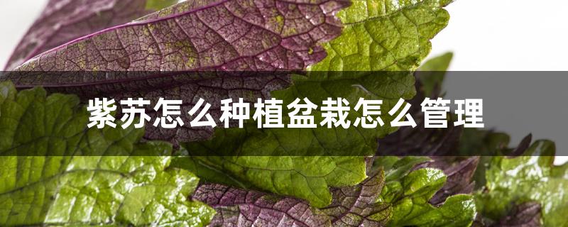 紫苏怎么种植盆栽怎么管理办法?冬天怎么办?(紫苏盆栽怎么养)