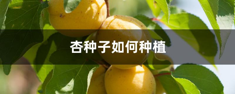 杏种子如何种植(杏仁种子种植方法)