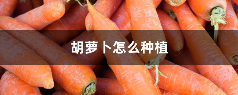 胡萝卜怎么种植方法(胡萝卜种植时间和方法)