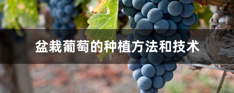 盆栽葡萄的种植方法和技术(盆栽葡萄的种植方法和技术视频)