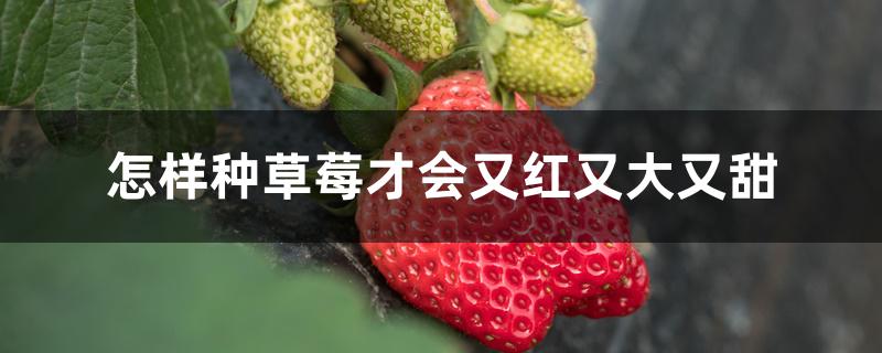 怎样种草莓才会又红又大又甜,草莓怎么种又大又甜