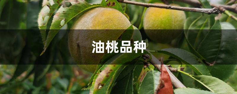 油桃品种大全介绍(油桃最新品种)