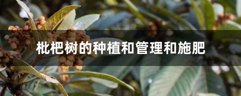 枇杷树的种植和管理和施肥(枇杷树的种植和管理和施肥什)