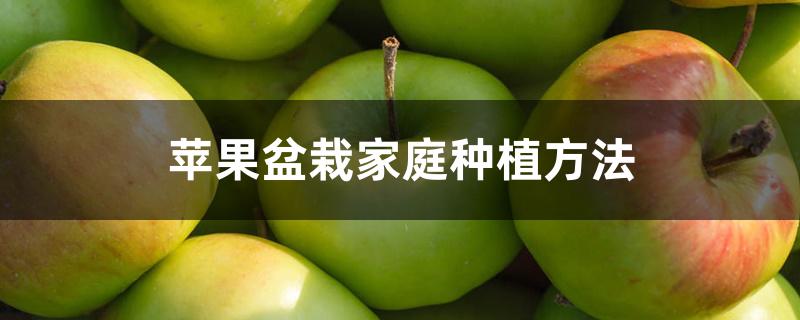 盆栽苹果的种植方法(苹果的种植方法简单)