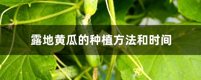 露天黄瓜的种植方法和时间(露天黄瓜的种植技术与管理)