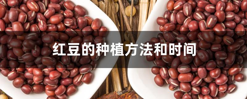 红豆的种植方法步骤(红豆的种植时间和生长条件)