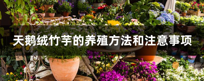 紫背天鹅绒竹芋的养殖方法和注意事项(天鹅绒竹芋怎么养)
