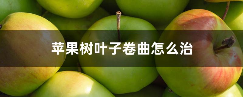 苹果树叶子卷曲发黄(果树卷叶子怎么办)