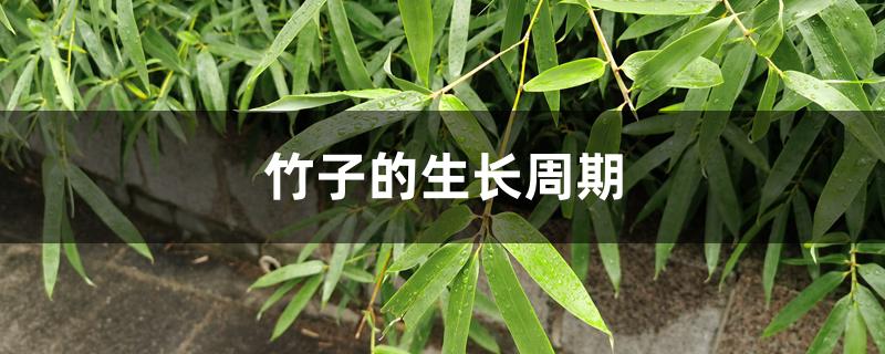 竹子的生长周期和速度(竹子的生长周期是多长时间)