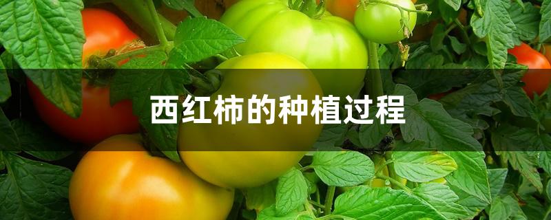 西红柿的种植过程作文(西红柿的种植过程文字)