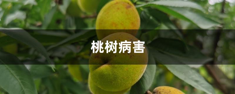 桃树病害图片识别与防治,桃树病害防治用药方案