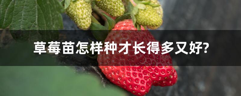 怎样栽种草莓苗(草莓苗怎样种才长得多又好?)