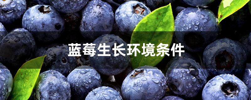 蓝莓的生长环境及条件(蓝莓的生长条件和气候)