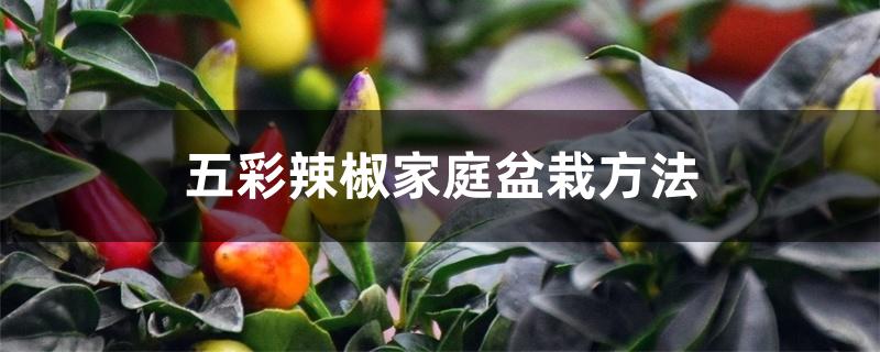 五彩辣椒家庭盆栽方法移盆(五彩辣椒盆栽种植方法)