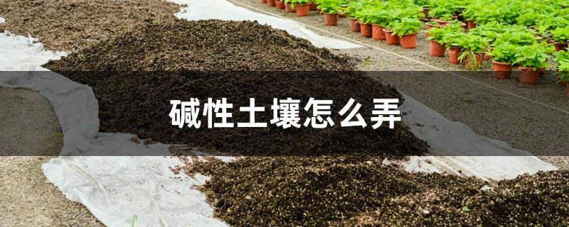 碱性土壤如何改良成酸性土壤(土壤碱性大怎么去除)