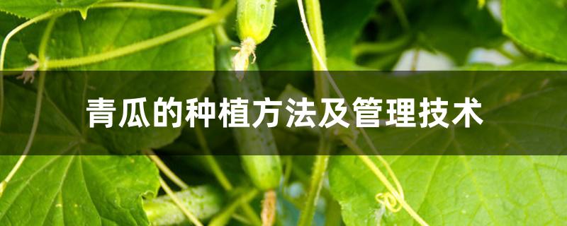 青瓜的种植方法及管理技术为什么青瓜只开野花不结瓜(青瓜种植技术与管理)