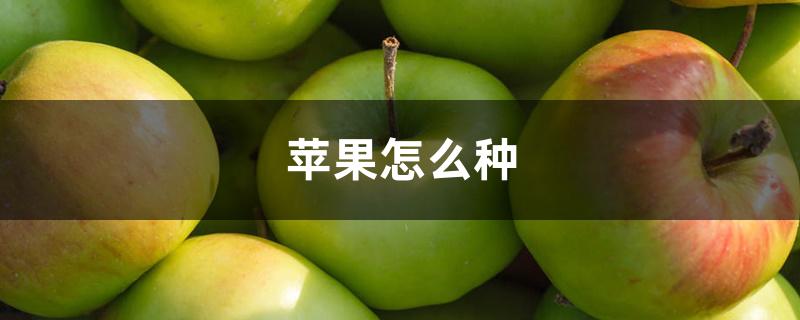 盆栽苹果的种植(苹果的种植方法)