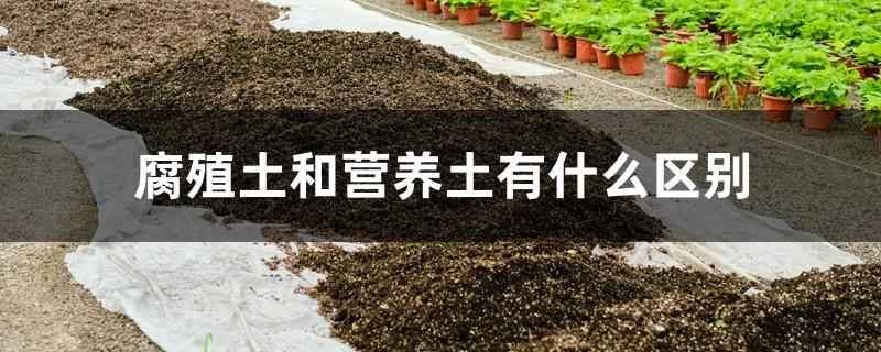 腐殖土与营养土的区别(腐殖土和营养土的区别)
