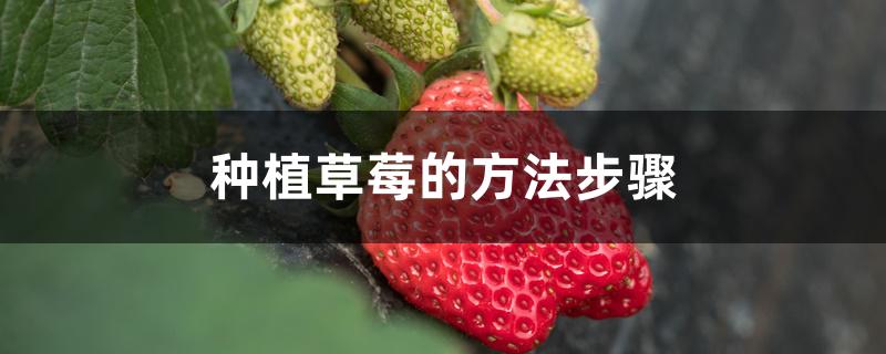 种植草莓的方法步骤(草莓的种植详细过程记录)