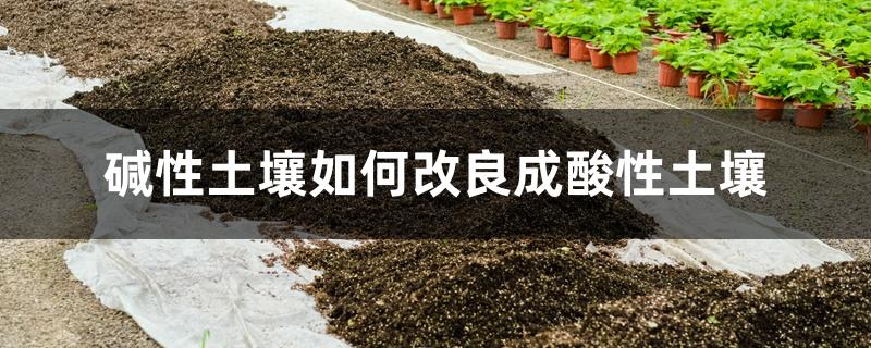 碱性土壤如何改良成酸性土壤(碱性土壤改良方法)