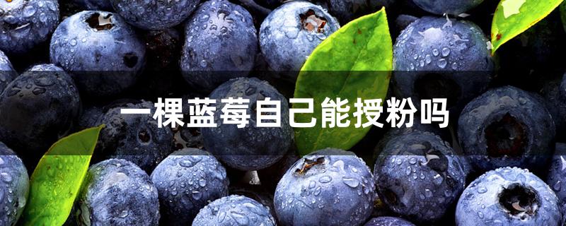 蓝莓需要授粉吗(蓝莓树一颗能授粉结果吗)