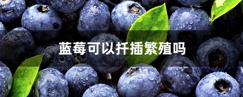 蓝莓可以扦插繁殖吗(蓝莓扦插繁殖技术)