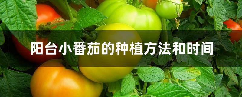 阳台种植小番茄的窍门(小番茄冬天能在阳台种吗)