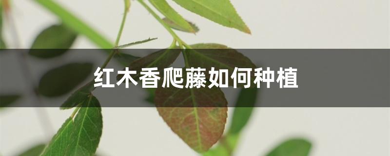 红木香爬藤如何种植于养护(爬藤红木香苗怎样种植)