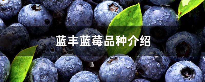 顶级蓝莓品种介绍(蓝丰蓝莓品种介绍视频)