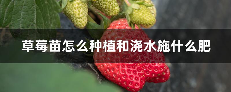 草莓苗怎么种植和浇水施什么肥(盆栽草莓怎么施肥和浇水)