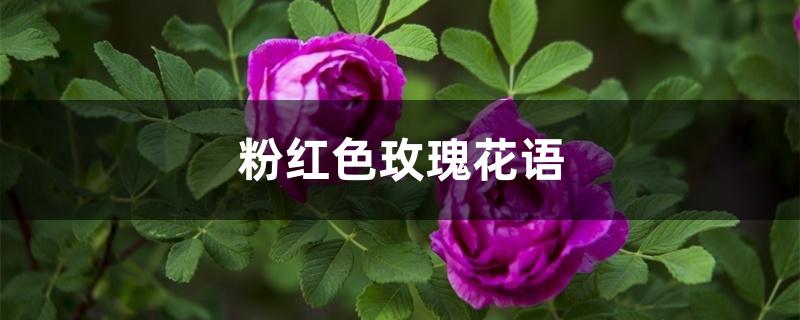 粉红色玫瑰花(紫色的玫瑰花图片)