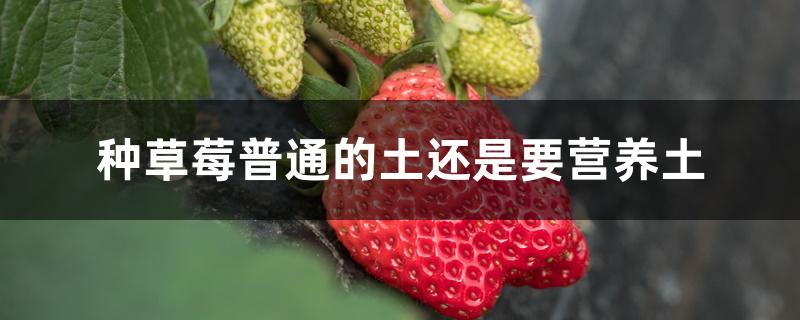 营养土能种草莓吗,盆栽草莓用普通土好还是营养土好