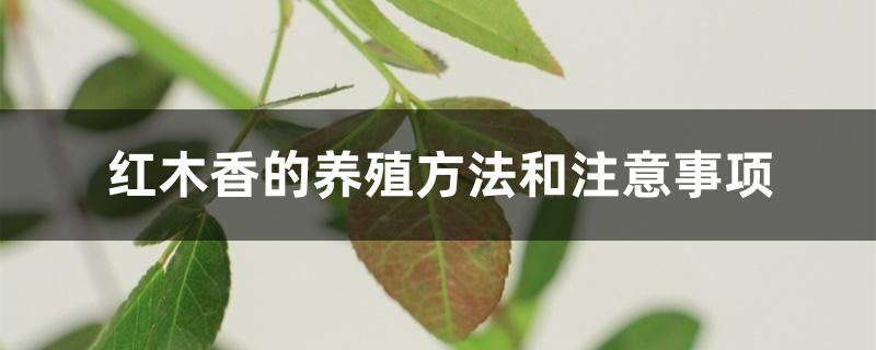 甜蜜红木香的养殖方法和注意事项(红木香花的种植养护方法)