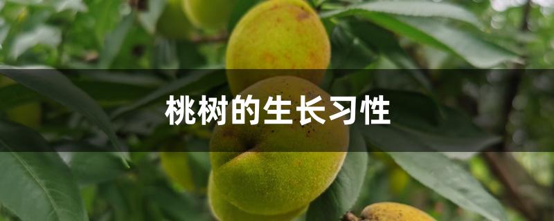 桃树生长特性(桃树的特征简单介绍)
