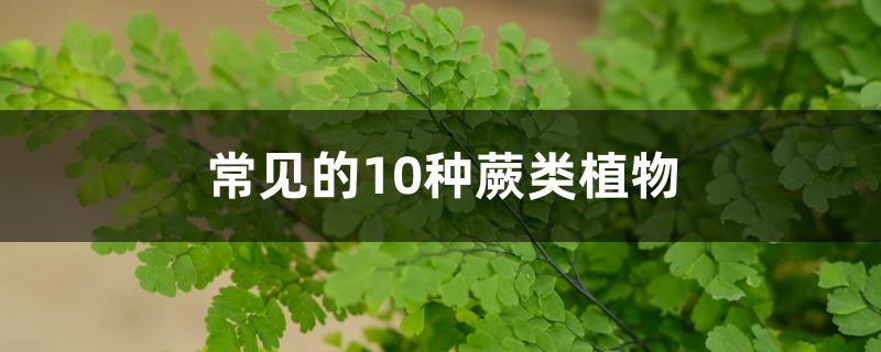 常见的10种蕨类植物(常见的10种蕨类植物图片)