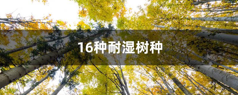 16种耐湿树种(16种耐湿树种图片)