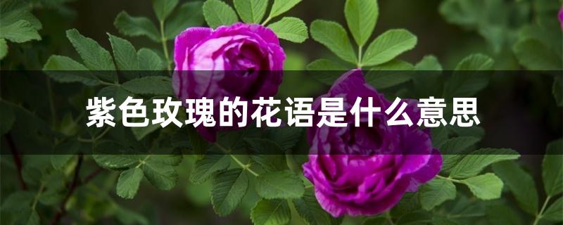 紫色的玫瑰花图片(玫瑰花有几种颜色)