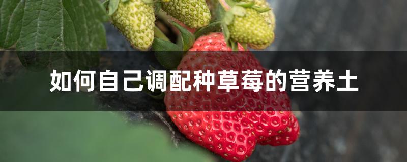 草莓营养土的配制方法(种草莓的土壤怎么配)