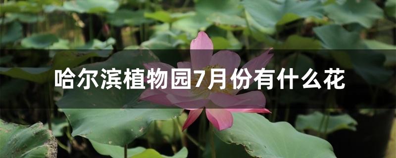 哈尔滨植物园8月份有什么花(哈尔滨植物园9月份有什么花开)