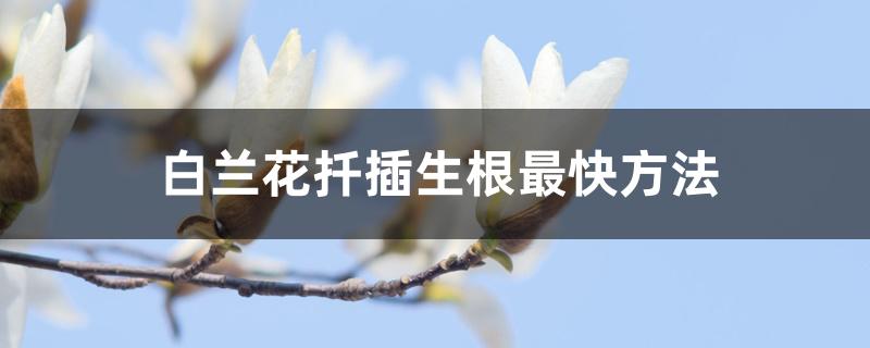 白兰花扦插繁殖时机和方法(白兰花如何扦插)