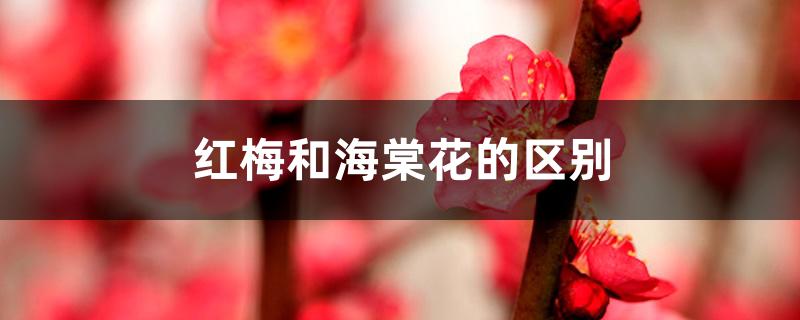 红梅和海棠花的区别视频(红梅花和海棠花的区别)