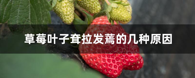 冬天草莓叶子耷拉发蔫(草莓的叶子耷拉了怎么办)