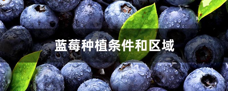 蓝莓种植条件和区域(蓝莓适合在什么地方种植)