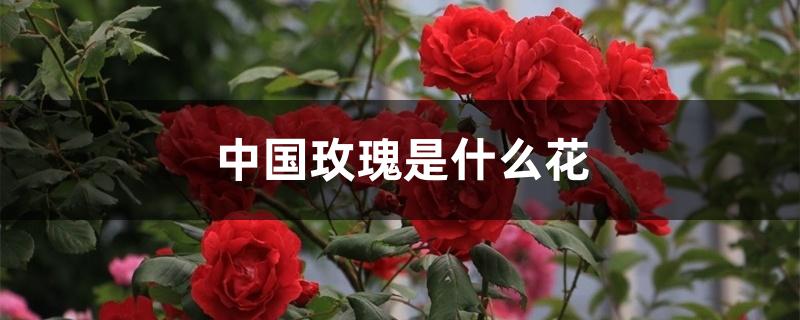中国玫瑰是什么花?(玫瑰是中国本土花吗)