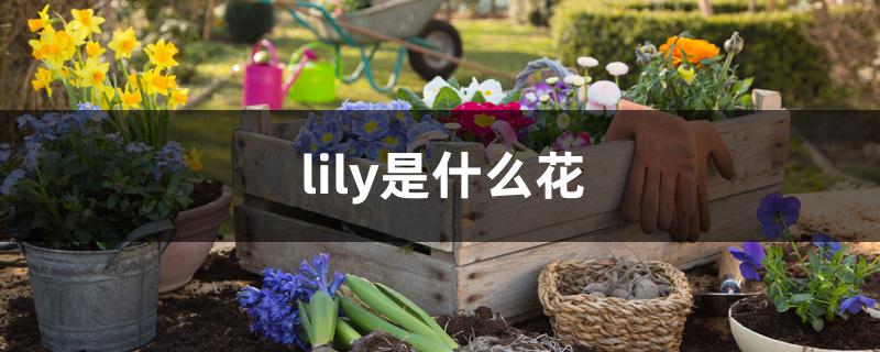 peace lily是什么花(tiger lily是什么花)