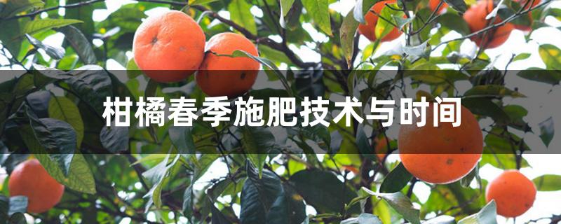 柑橘春肥什么时间施(柑橘施肥时期和方法)